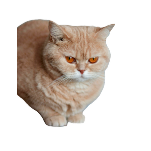 A British Shorthair Cat With Striking Orange Eyes Sits Poised On A Wooden Surface Indoors. 14956 - Cat PNG image with transparent background